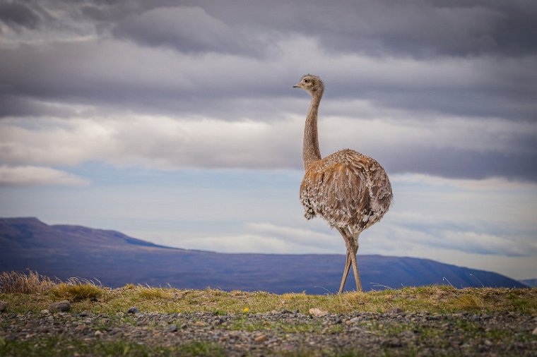 106 Torres Del Paine, nandoe.jpg